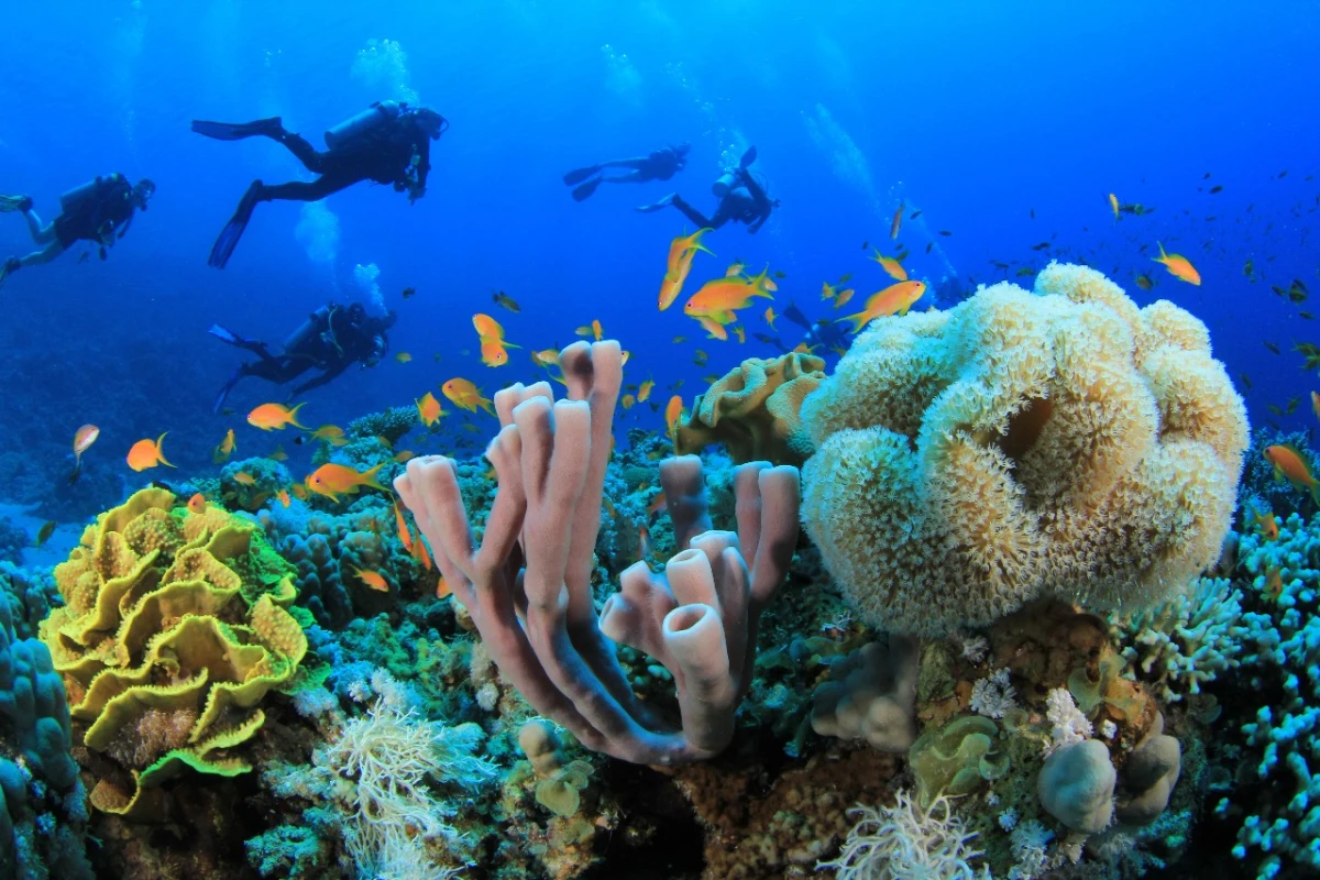 Sharm El Sheikh yakınlarındaki Ras Mohamed’de mercan resiflerini keşfeden dalgıç